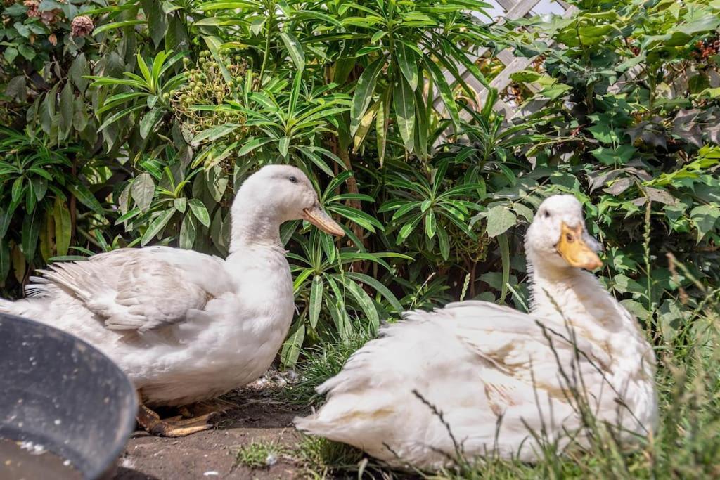Duck Terrace With Gym Duckling Stays Kibworth Harcourt Exterior photo